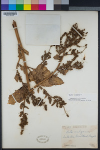 Beta vulgaris image