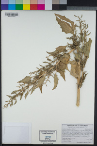 Atriplex prostrata image