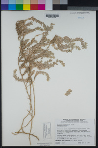 Atriplex watsonii image