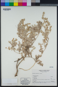 Atriplex watsonii image