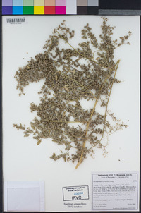 Chenopodium berlandieri image