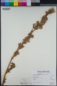 Chenopodium murale image