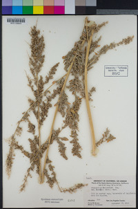 Chenopodium berlandieri image