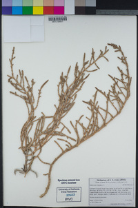 Salicornia depressa image