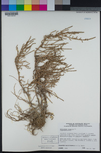 Salicornia depressa image