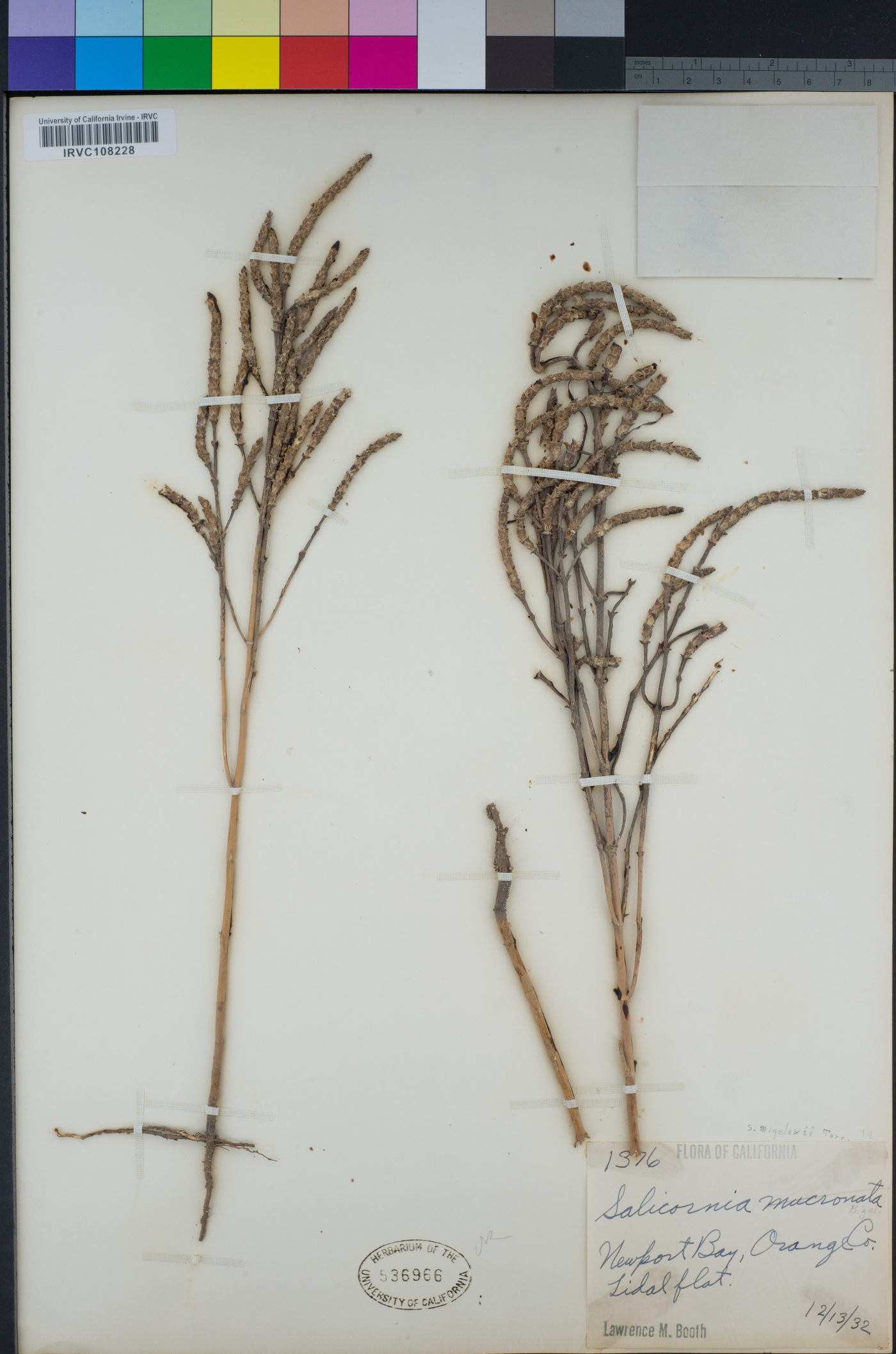 Salicornia mucronata image