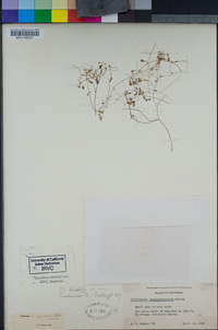 Callitriche longipedunculata image