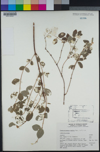 Symphoricarpos mollis image