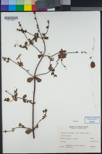 Lonicera subspicata var. denudata image