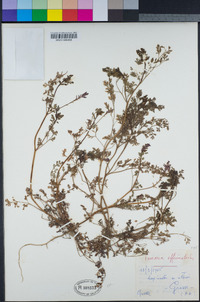 Fumaria officinalis image