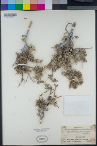 Bernardia myricifolia image