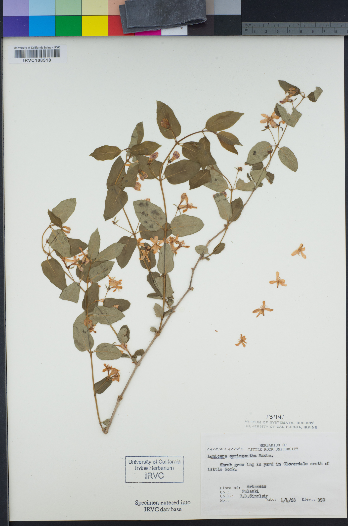 Lonicera rupicola image