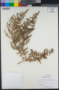 Salsola gobicola image