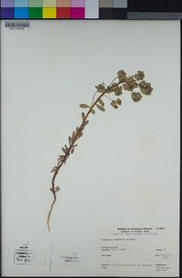 Euphorbia crenulata image