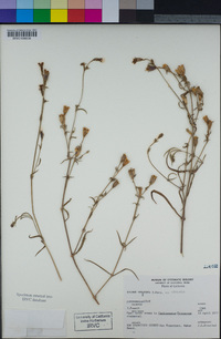 Silene verecunda image