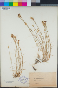 Image of Dianthus graniticus