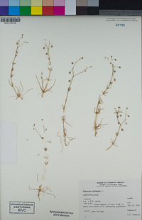 Spergula arvensis image