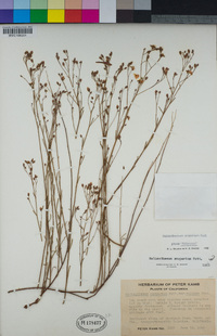 Crocanthemum scoparium image