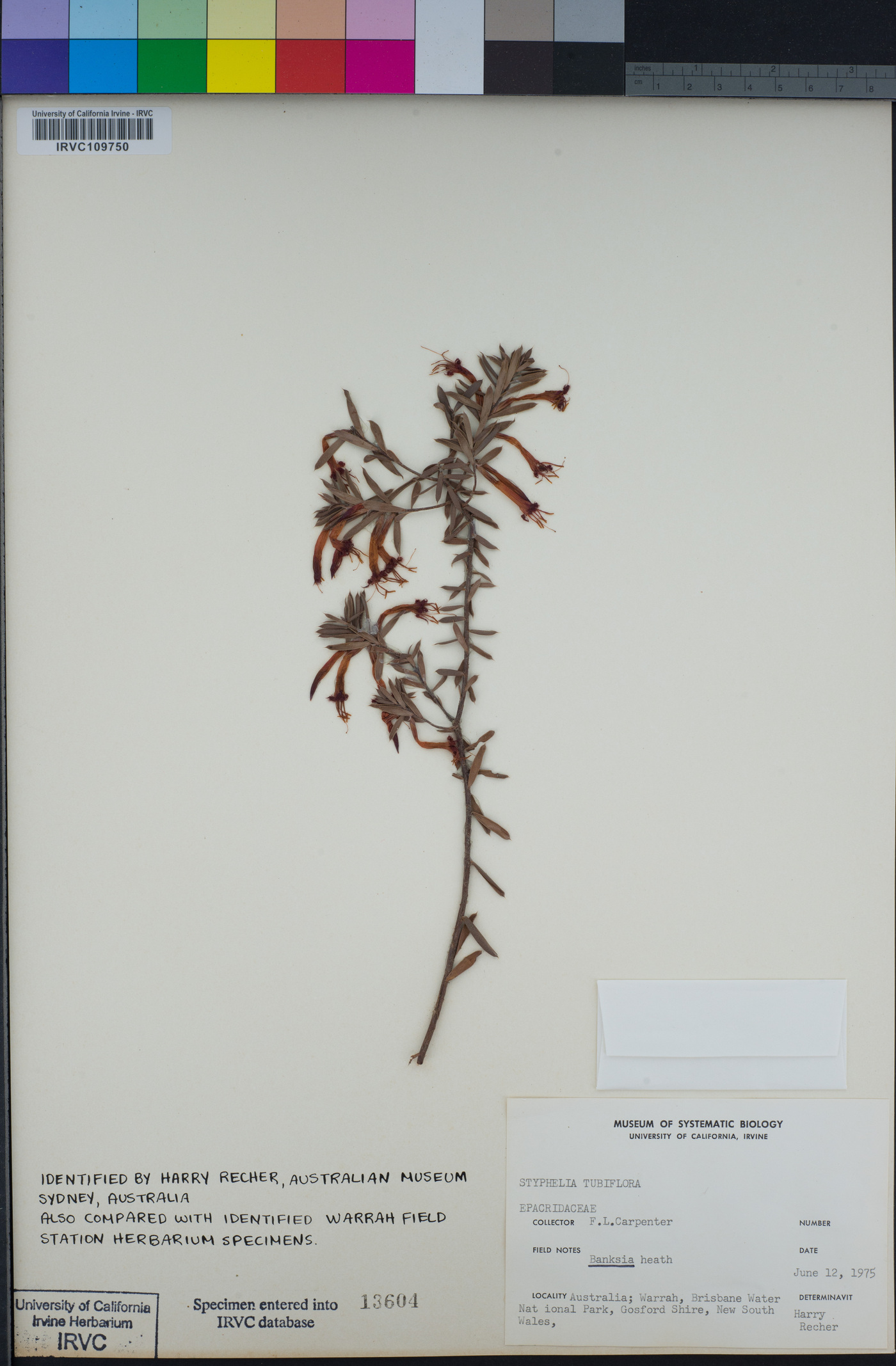 Styphelia tubiflora image