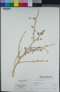 Parkinsonia florida image