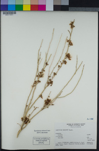 Parkinsonia florida image