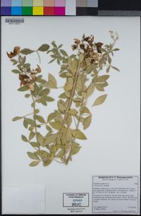 Crotalaria capensis image