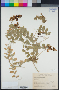 Lathyrus vestitus image