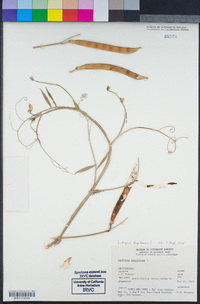 Lathyrus tingitanus image
