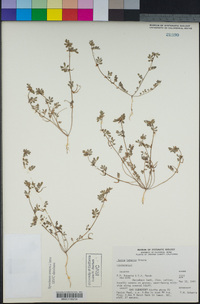 Acmispon micranthus image
