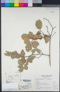 Quercus agrifolia image