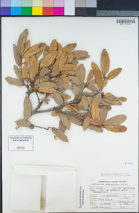 Chrysolepis sempervirens image