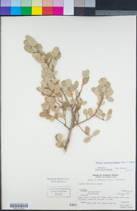 Quercus cornelius-mulleri image