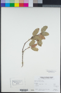 Quercus agrifolia image