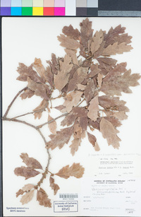 Quercus lobata image