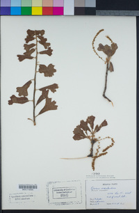 Quercus marilandica image