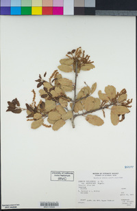 Quercus wislizeni image