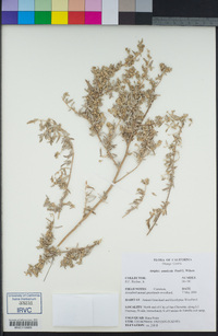 Atriplex amnicola image