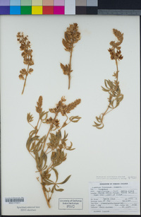 Lupinus formosus var. formosus image