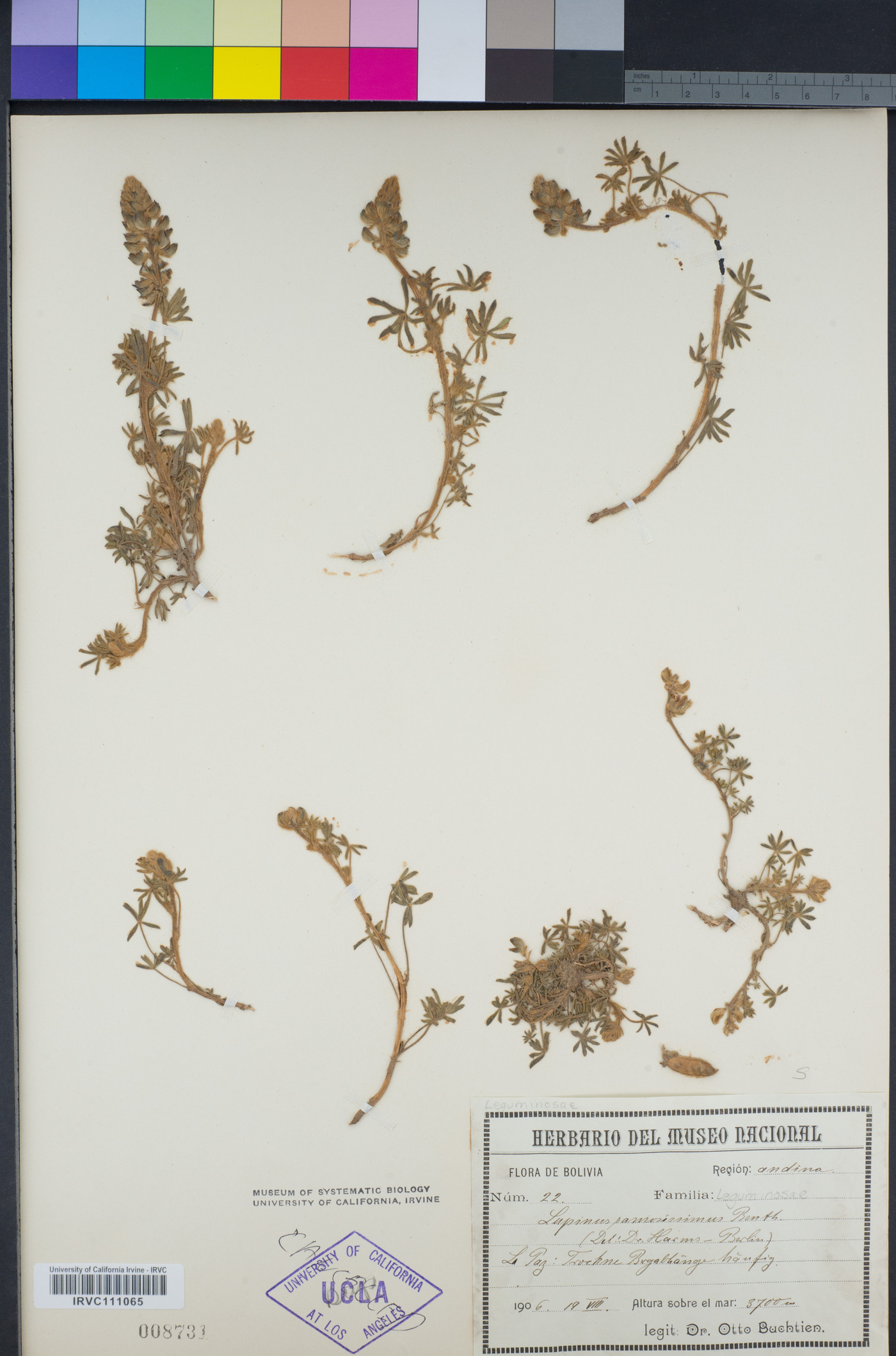 Lupinus ramosissimus image