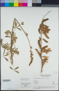 Lupinus longifolius image