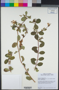 Lonicera subspicata var. denudata image
