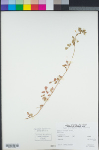 Medicago polymorpha image