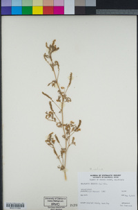 Melilotus indicus image