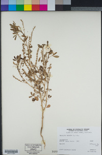 Melilotus indicus image