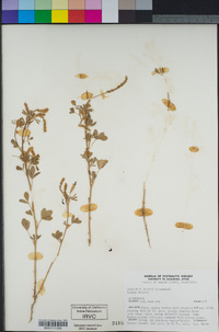 Melilotus indicus image