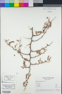 Mimosa aculeaticarpa var. biuncifera image
