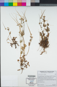 Erodium botrys image