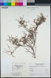 Krameria erecta image