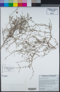 Krameria bicolor image