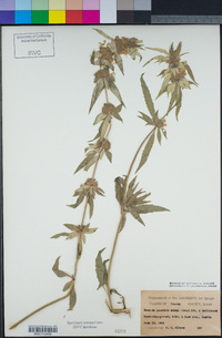 Monarda punctata var. coryi image